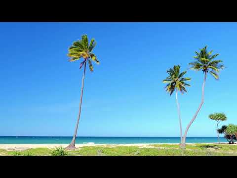 Tropical Bliss in 4K: Palm Trees on a Summer Beach 🌴☀️