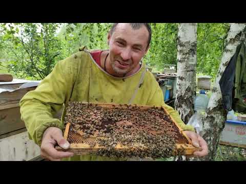 Пчеловодство. Пчеловод экстремал! Аттракцион пчеловода! Супер добрые пчёлы.  #Пчеловодство #Рой