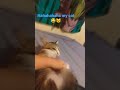 Oww My Cat Bit Me