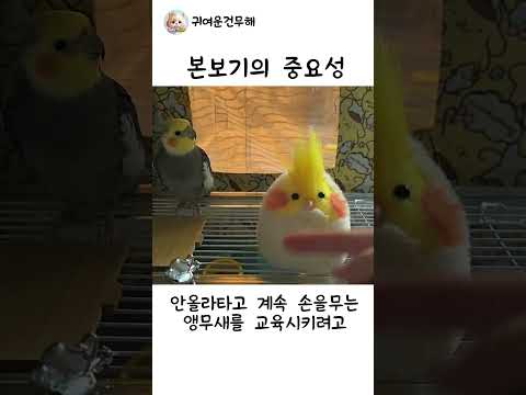 본보기의 중요성 #앵무새 #훈련