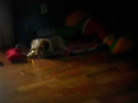 Lhasa Apso brincando