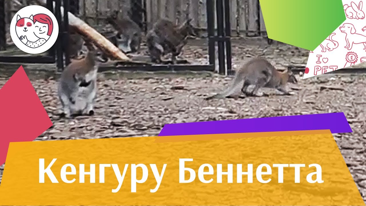 Кенгуру беннета Питание на ilikepet