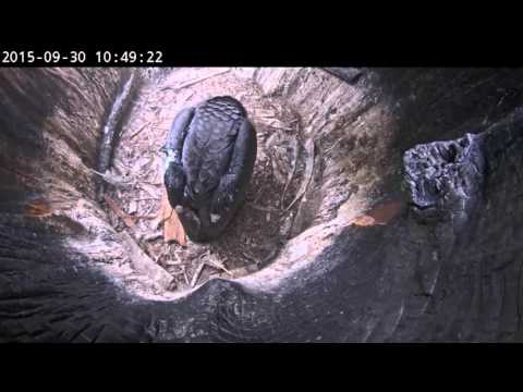 California Condor Nest - Spin, hop and flap like you mean it -9-30-15