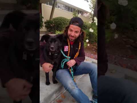 Levi, an adopted Shiba Inu & Kai Dog Mix in San Diego, CA_image-1