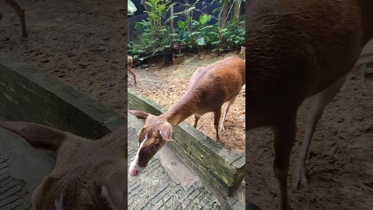 YouTube Short thumbnail