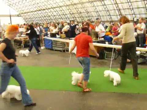 Mezinárodní výstava psů - Mladá Boleslav 30.8.2009