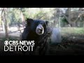 Sloth Bear Ready To Show Off Playful Side At Detroit Zoo