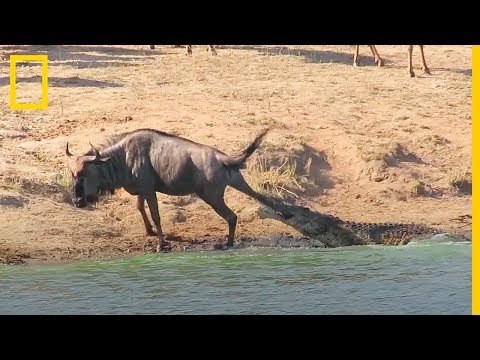 ¡Impactante! Dos HIPOPÓTAMOS salvan a un ÑU. Hipopótamos vs Cocodrilos | NatGeo en Español