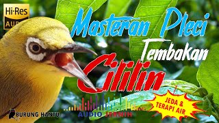 Download lagu Masteran Pleci Tembakan Cililin Jeda 1 Menit Dan Terapi Air Lebih Cepat Masuk mp3
