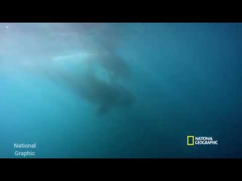 Orca Hunt Seven Gill Sharks Orca vs Great white | National Graphic 2020.