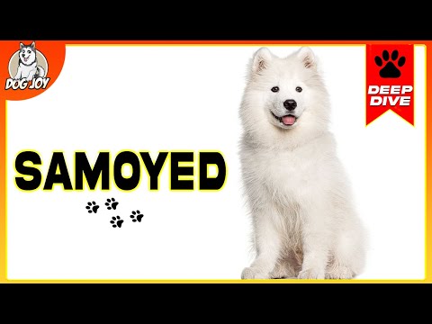 Samoyeds 101: Everything You Need To Know