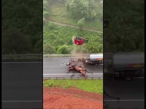 I can’t believe this Elephant Jumped off! #viral