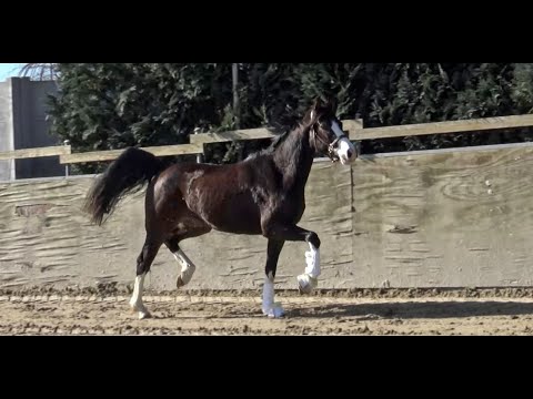 *2019 Stute von Le Vivaldi SOLD!!!