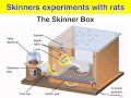 Operant Conditioning - Skinner box experiment - VCE Psychology