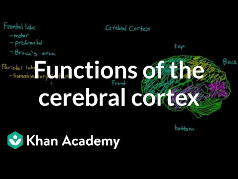 Overview of the functions of the cerebral cortex