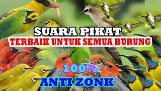 Download lagu Suara pikat burung kecil mp3 di jamin dapat Anti ZONK!!! mp3