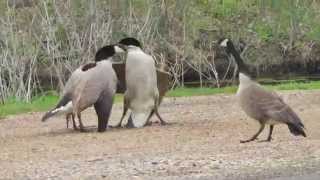 Canada Geese fighting over Goslings. Iowa Great Lakes Okoboji canals
