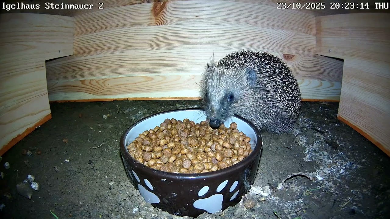 Neues Igelfutterhaus erlaubt auch Farbaufnahmen der Igel! | 24.10.2025