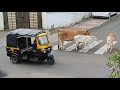 Cow S Meeting And Pooping On The Streets