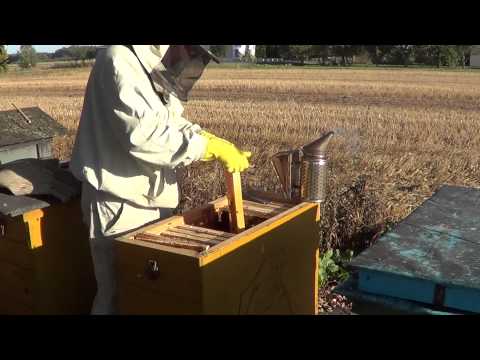 Idzie jesień! Ostatnie przeglądy i miodobrania
