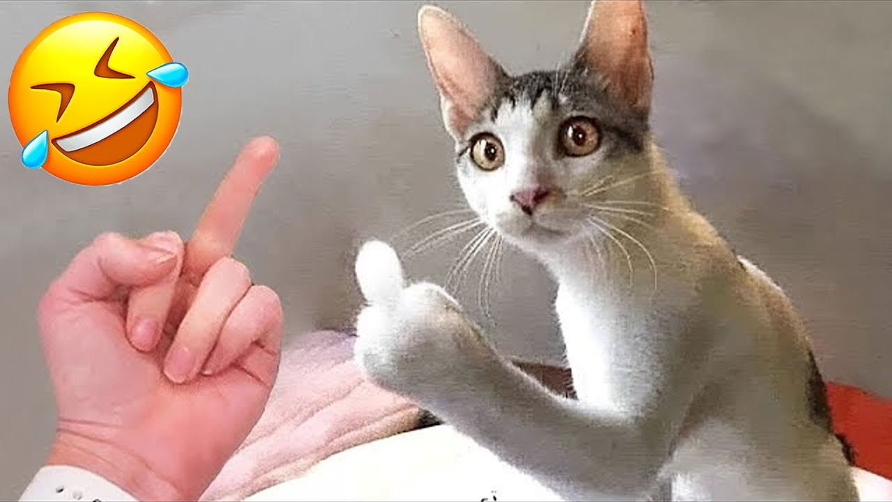 Funniest Animals Ever Filmed That Will Make You Cry Laughing 😂