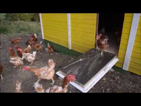 34 neu gerettete Hühner am Gnadenhof Engelberg