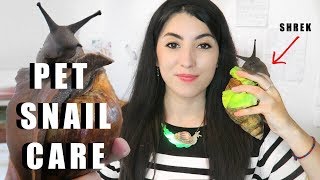 Giant African Land Snail CARE | Snail Care Tutorial | How To Care For Snails