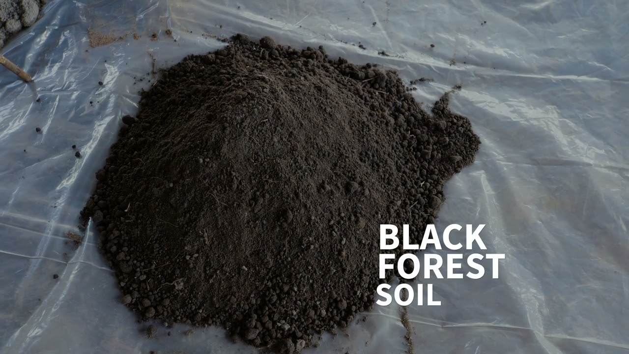 Video 3: Propagation of Clonal Coffee Plantlets