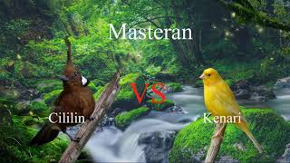 Download lagu Masteran Kenari sambung Cililin suara jernih jeda 1 menit!! mp3 Download lagu Masteran Kenari sambung Cililin suara jernih jeda 1 menit!! mp3