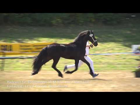 Fokdag It Frysk Greidhynder 2019