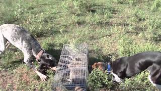 bluetick and walker on caged coon 2