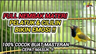 Download lagu SOGON GACOR NEMBAK MATERI PELATUK & CILILIN !! 100% Cocok Buat Masteran Sogon Bahan Ombyokan mp3