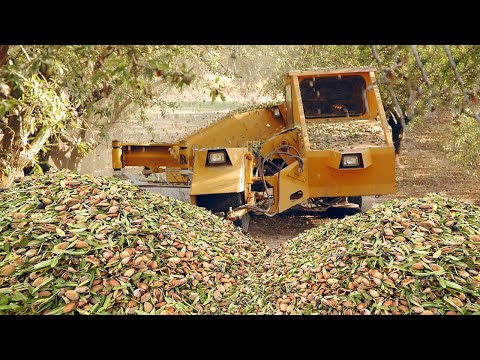 HOW TO GROW AND HARVEST ALMOND - AUSTRALIAN ALMOND FARM AND HARVEST