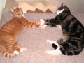 Always be your man - John Waite