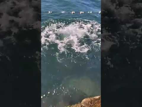Dog diving for stones