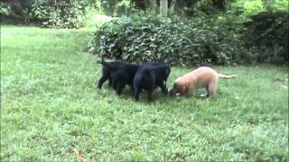 THE STATELY PUPS (Lookout for Yourself by Julia Nunes)