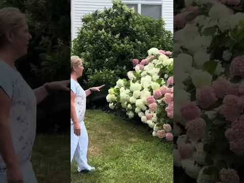 Hydrangeas in Full Sun 🌞#hydrangeahedge #hydrangea