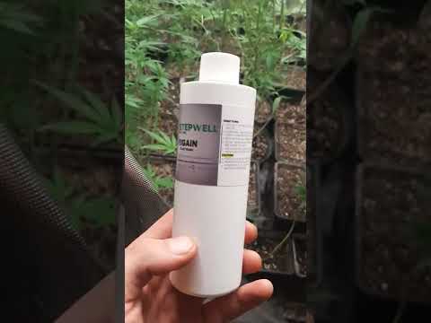 Get Rid Of Thrips In 4 Days Gauranteed