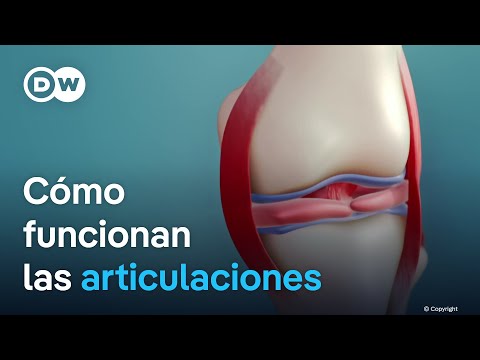 ¿Cómo funcionan las articulaciones?