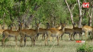 Faune sauvage : chercheurs et acteurs du domaine alertent sur les menaces pesant sur les écosystèmes