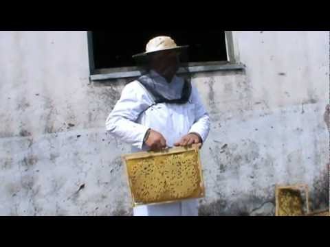 2. Apicultura practica - Rama claditoare in actiune - capcana naturala anti-varoza 2/3