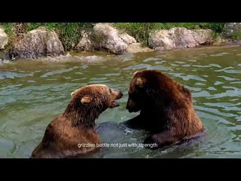 Territorial Bear Fight Caught on Camera | Primal Wild Moments