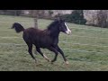Pouliche sport ou loisirs