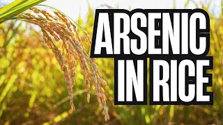 Why Rice Contains Arsenic (and Why It Keeps Coming Back)