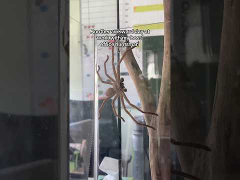 One of the BIGGEST huntsman spiders!