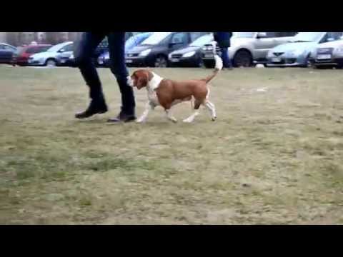 BACARDI VOLCANO OF DEVIZAS