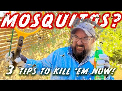 STOP Mosquitos Fast! 3 Proven Natural Methods for Backyard Mosquito Control (No Chemicals!)
