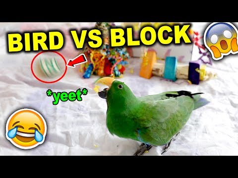 BIRD VS BLOCK | FEATHERED FUN UNBOXING (BIRD VS BLOCK | FEATHERED FUN UNBOXING)