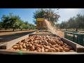How Almonds Are Grown And Harvested You Ve Never Seen It Like This