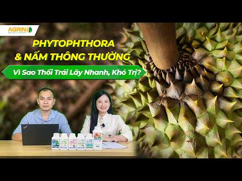 SỰ KHÁC NHAU GIỮA PHYTOPTHORA VÀ NẤM THÔNG THƯỜNG - VÌ SAO THỐI TRÁI SẦU RIÊNG LÂY NHANH VÀ KHÓ TRỊ?